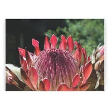Image of Protea Flower Glass Worktop Protector - Pink Floral Kitchen Chopping Board