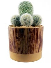Image of Artificial Cactus Plant Cacti in Ceramic Planter
