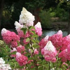 Image of 2x Hydrangea paniculata 'Vanille Fraise'  XXL Jumbo Plug Plants - 24HR DISPATCH