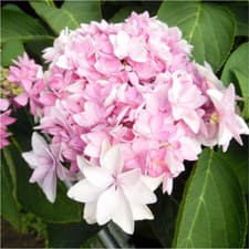 Image of Hydrangea macrophylla 'Romance' in 2l Litre Pot
