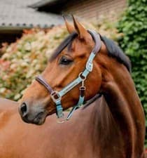 Image of Horseware Signature Competition Headcollar Padded Adjustable Luxury Head Collar