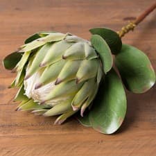 Image of Large Green Protea