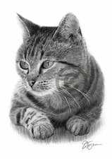 Image of CAT pencil drawing art print A3 / A4 sizes signed by UK artist pet portrait