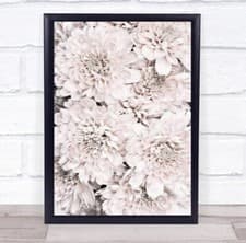 Image of Chrysanthemum No 09 Studio Flower Floral Wall Art Print
