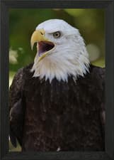 Image of Freedom Cry Framed Wall Art Poster Canvas Print Picture