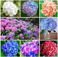 Image of 4x Hydrangea macrophylla Mix Varieties  XXL Jumbo Plug Plants - 24HR Dispatch