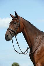 Image of Collegiate Syntovia+ Plain Flat Running Martingale, Black or Brown, 4 Sizes.