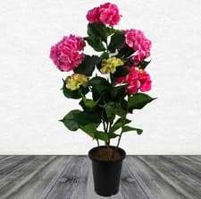 Image of Artificial House Plant in Pot Hydrangea Pink Flowering Large Realistic 90cm