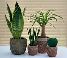 Image of Rustic Moroccan Planter