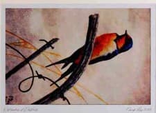 Image of 591069 Barn Swallow Limited Edition Watercolour Print