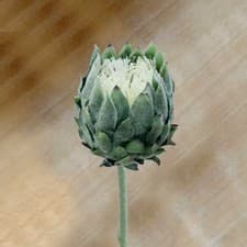 Image of Large Size Artificial Flower Lifelike King Protea Flower Gift