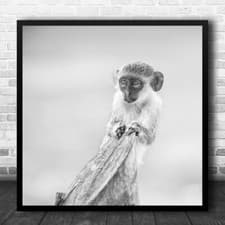 Image of Little Monkey Black White Portrait Square Wall Art Print