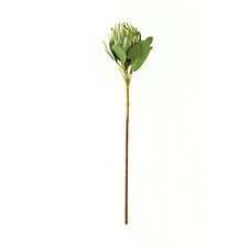 Image of Large Green Protea