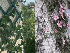 Image of Expanding Garden PVC Plastic Trellis Climbing Plants Wall 1.5mx40cm / 5FTx1.3ft