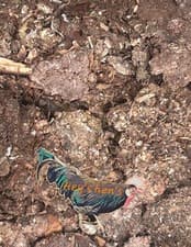 Image of 100% Pure chicken manure fresh fertiliser great for your garden's-20kg 