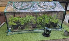 Image of Mini Garden Greenhouse Portable Grow House Planter Plant Flowers Veg Poly Tunnel