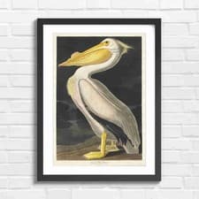 Image of Vintage American White Pelican Art Original Framed Wall Art Print Large Picture