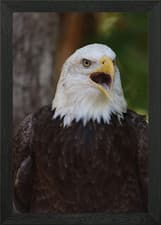 Image of Freedom Cry Framed Wall Art Poster Canvas Print Picture