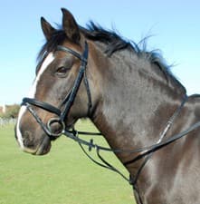 Image of Heritage English Leather Running Martingale | Black or Havana | 4 Sizes