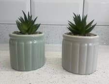 Image of Set of Two Succulents In Ceramic Pots