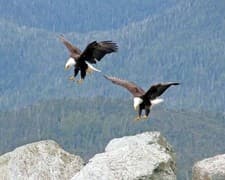 Image of 650691 Two Bald Eagles In The Forest Animal America Bird Wall Print Poster