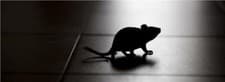 Image of Rentokil Mouse and Rat Traps, Repellers and Bait MiceRENTOKIL MOUSE AND RAT