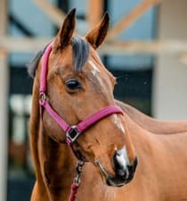 Image of Horseware Amigo Headcollar & Leadrope Set Fleece Lined Padded Adjustable P/C/F