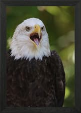 Image of Freedom Cry Framed Wall Art Poster Canvas Print Picture
