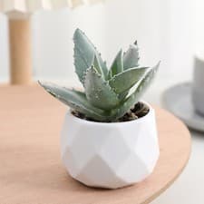 Image of Cactus Artificial Succulent Evergreen Small Potted Plants Home