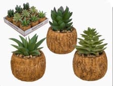 Image of Decorative - Artificial /Faux Flowers/Cactus - Succulent In Pot