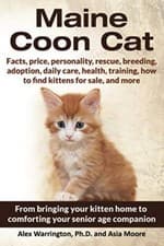 Image of Maine Coon Cat: From bringing your kitten home to comforting your senior age ...