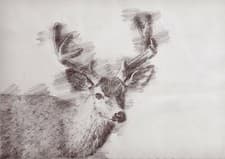 Image of Stag pencil drawing Unique gift 5" x 7" Print on Matte Paper