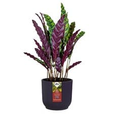 Image of Elho Vibes Round Winery Deep Purple Plant Pot Choice Of Sizes 14/16/18 cm