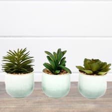Image of Ceramic Potted Succulents
