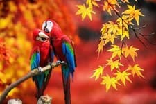 Image of Photo Wall Mural-LOVE BIRD-(4155)NON WOVEN-Wallpaper-Parrot Red Leaf Sitting XXL
