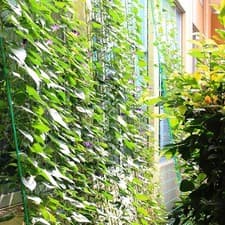Image of Vegetable Garden Trellis Netting for Climbing Plants Strong Polyethylene Mesh