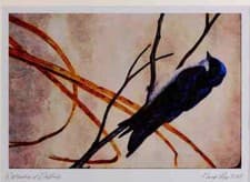 Image of 591076 Tree Swallow Limited Edition Watercolour Print