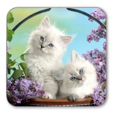 Image of Cat Coasters - Kitten