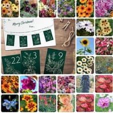 Image of DIY Flower Seed Advent Calendar 24 Flower Varieties by T&M