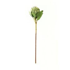 Image of Large Green Protea