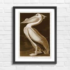 Image of Vintage American White Pelican Art Sepia Framed Wall Art Print Large Picture