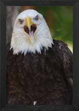 Image of Freedom Cry Framed Wall Art Poster Canvas Print Picture