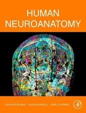 Image of Human Neuroanatomy - 9780323997256