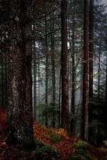 Image of 614793 The Black Forest In Germany Nature Wall Print Poster