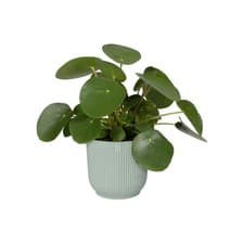 Image of Elho Vibes Round Sorbet Green Plant Pot Choice Of Sizes 14/16/18 cm