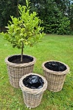Image of Large, Thick & Sturdy Fully Lined Lipped Rattan Planters - Available in 3 Sizes
