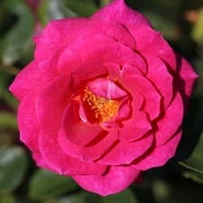 Image of Whartons 'Gloriana' Climbing Rose Plant 4Ltr Pot