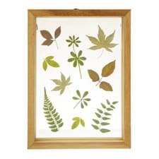Image of Sass & Belle Herbarium Leaves Floating Frames x 11 JOB LOT - BULK BUY