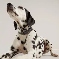Image of Joules Leather Dog Collar