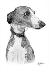 Image of Whippet dog portrait | pencil drawing artwork print | 2 sizes | signed artwork
